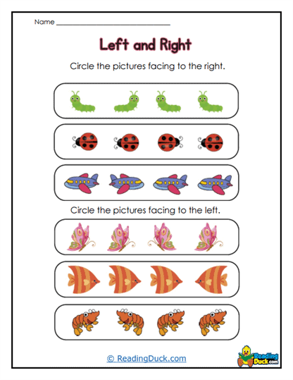 Insect Directions Worksheet