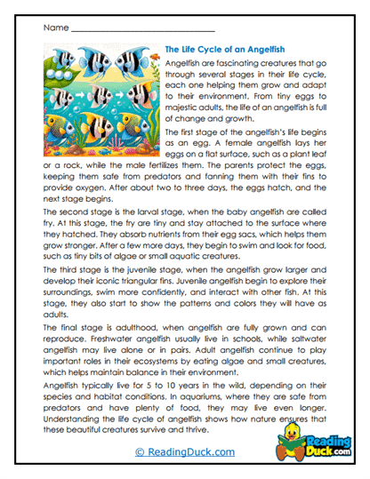 Growing Fry Worksheet