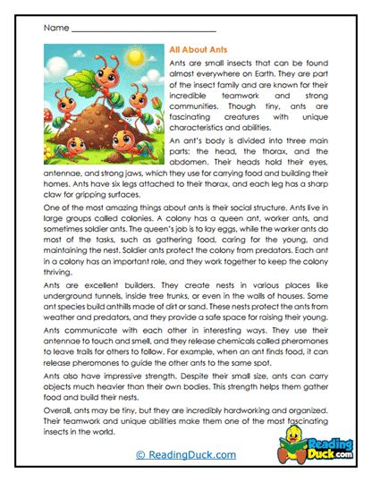 Ant Basics Worksheet