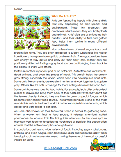 Food Finders Worksheet