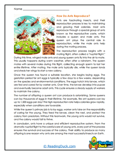 Colony Creation Worksheet