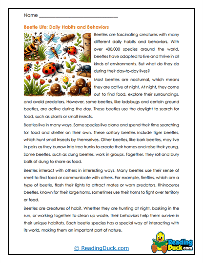 Busy Beetle Life Worksheet