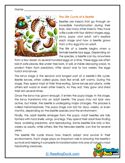 Metamorph Magic Worksheet