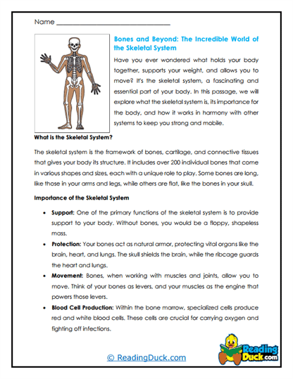 Skeletal Secrets Worksheet