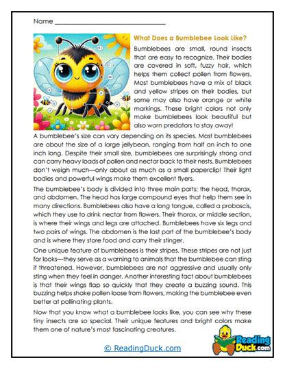 Stripe Showcase Worksheet