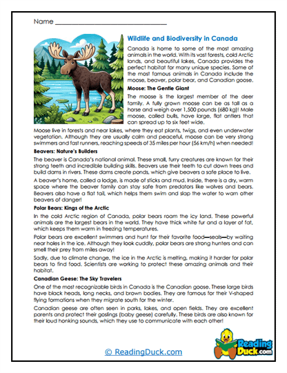 Wild North Worksheet