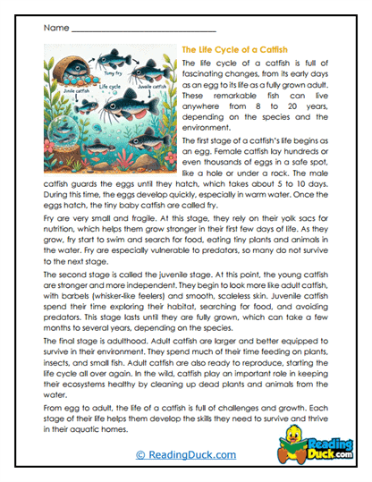 Growing Catfish Worksheet
