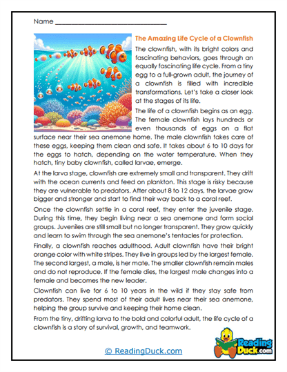 Growing Clownfish Worksheet
