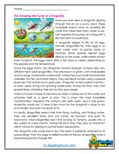 Cycle Soarers Worksheet