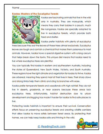 Koala Worksheets