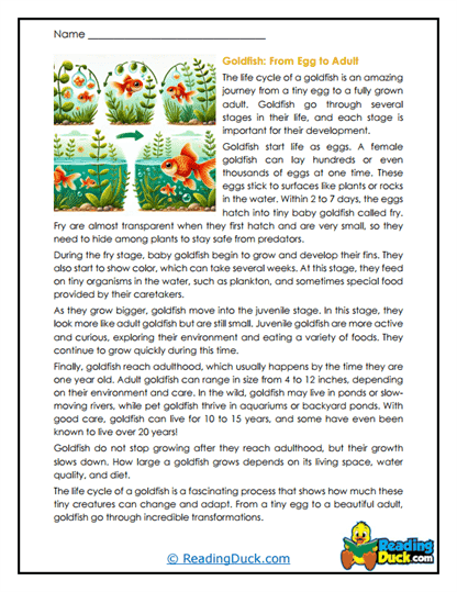 Growing Goldfish Worksheet