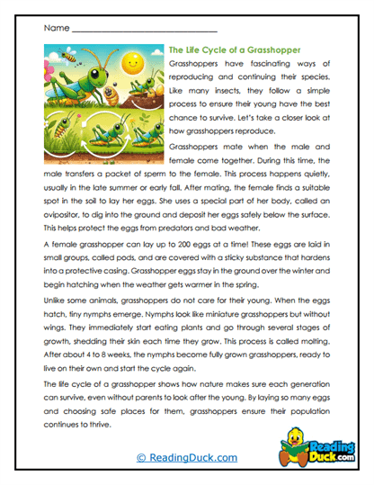 Life Cycle Worksheet