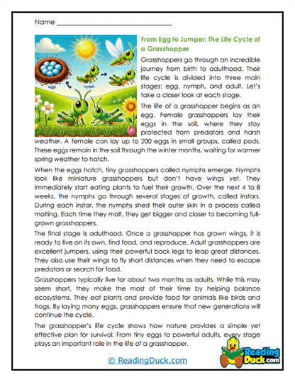 From Egg to Jumper Worksheet