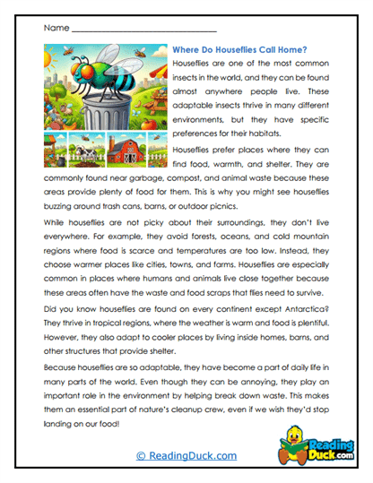 Housefly Homes Worksheet