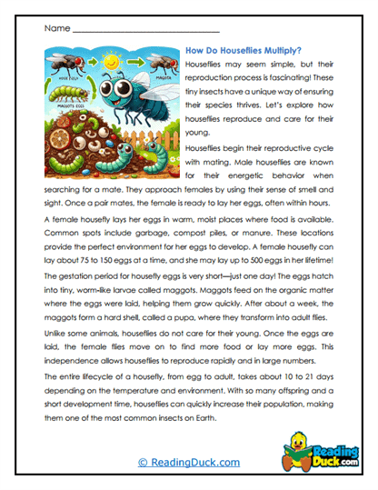 Growing Flies Worksheet
