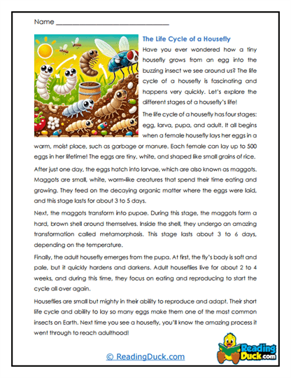 Life Cycle Worksheet