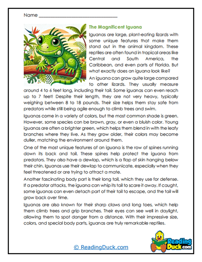 Iguanas Worksheets