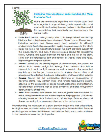 Plant Puzzle Worksheet