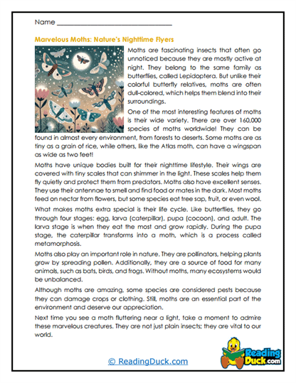 Night Flyers Worksheet