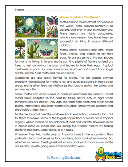 Nocturnal Neighbors Worksheet