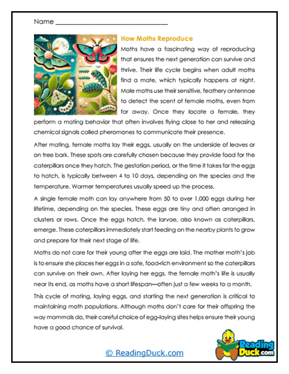Silken Beginnings Worksheet