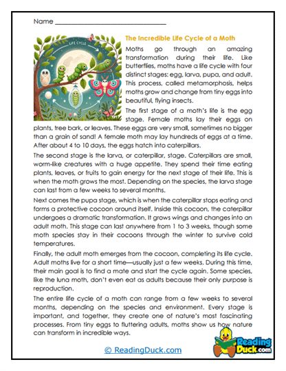 Midnight Metamorphosis Worksheet