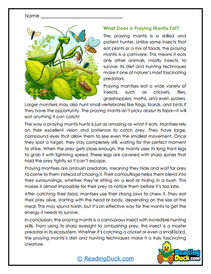 Praying Mantis Reading Comprehension Worksheets