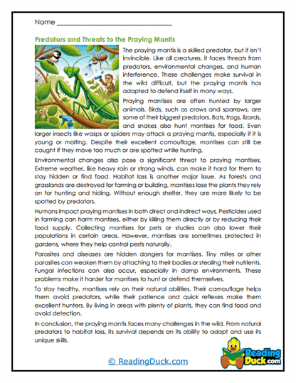 Wild Challenges Worksheet