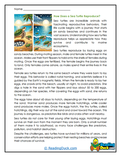 Sandy Journey Worksheet