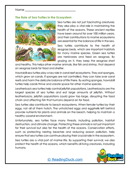 Sea Turtle Worksheets