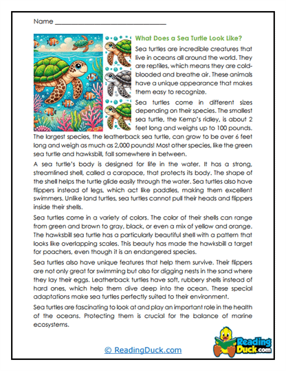 Shell Beauty Worksheet