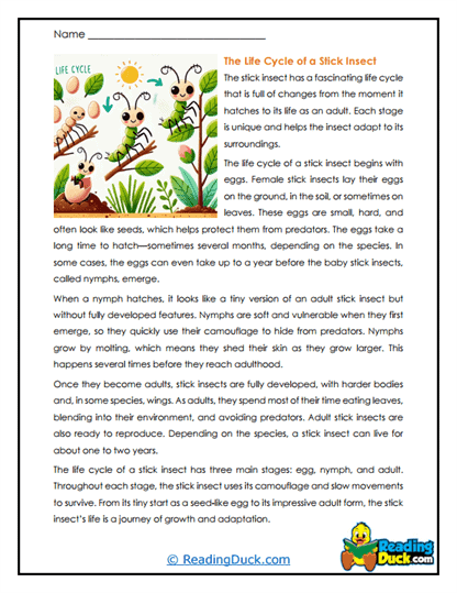 Camouflage Journey Worksheet