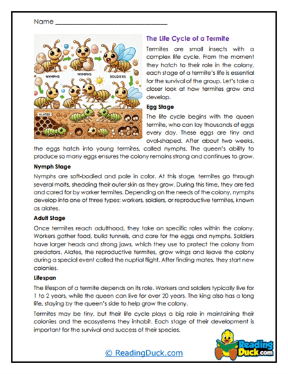 From Egg to Worker Worksheet