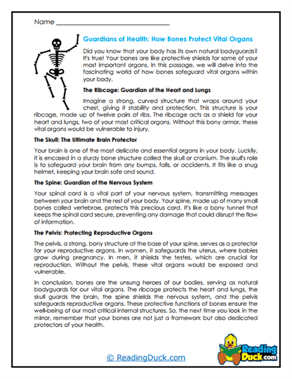 Organ Protectors Worksheet