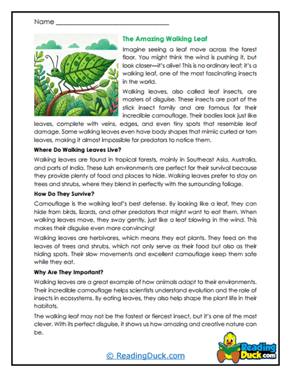 Masters of Camouflage Worksheet