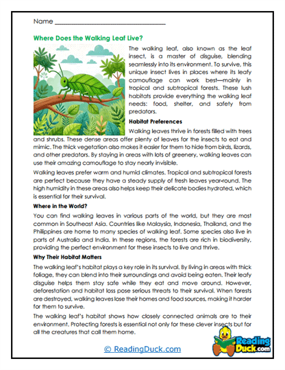 Hidden Among the Leaves Worksheet