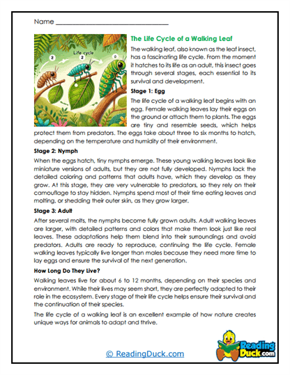 Egg to Leaf Worksheet
