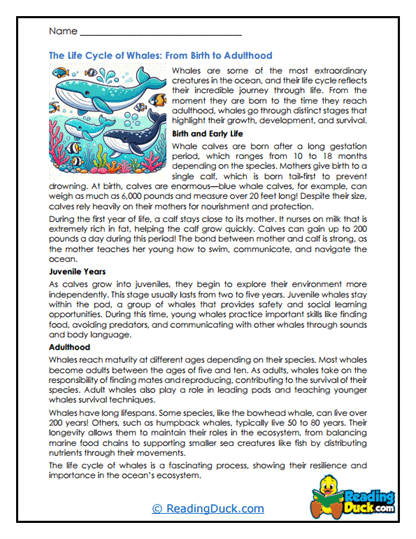 Whale Growth Worksheet